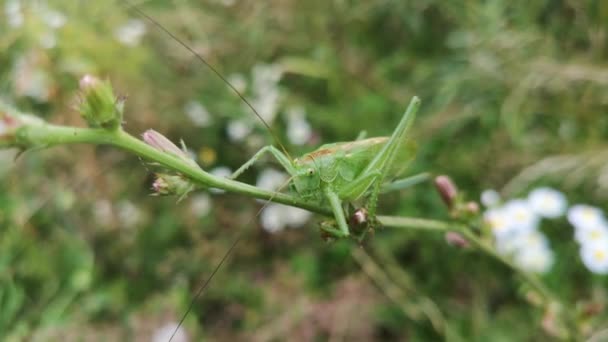 蝗虫栖息在花茎上 — 图库视频影像