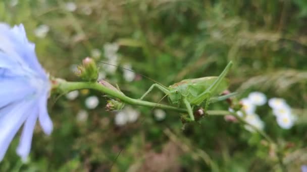 蝗虫栖息在花茎上 — 图库视频影像