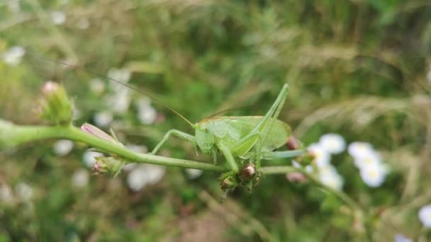 Gafanhoto Empoleirado Talo Flor — Vídeo de Stock