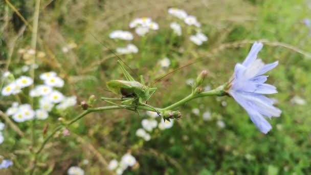 Gafanhoto Empoleirado Talo Flor — Vídeo de Stock