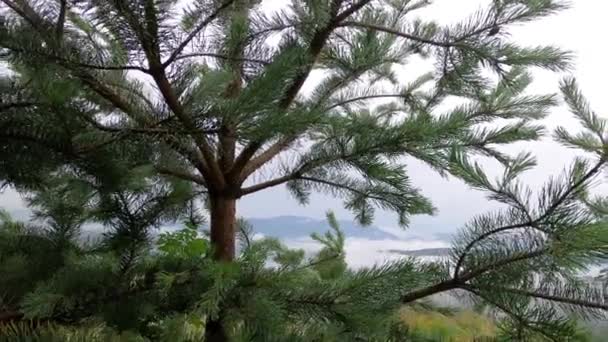 Paisaje Tormenta Verano Los Cárpatos — Vídeo de stock