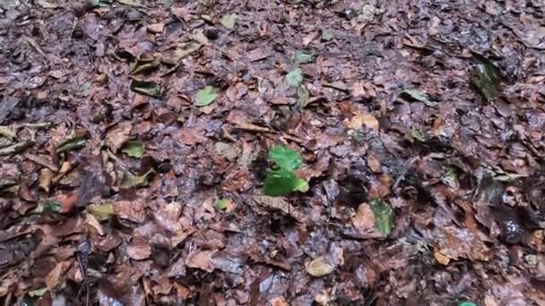 雨の中でカルパチア山脈の森の中のヨーロッパブナの小さな木 — ストック動画