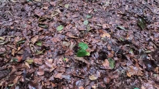 Pequeño Árbol Haya Europea Bosque Montañoso Los Cárpatos Bajo Lluvia — Vídeo de stock