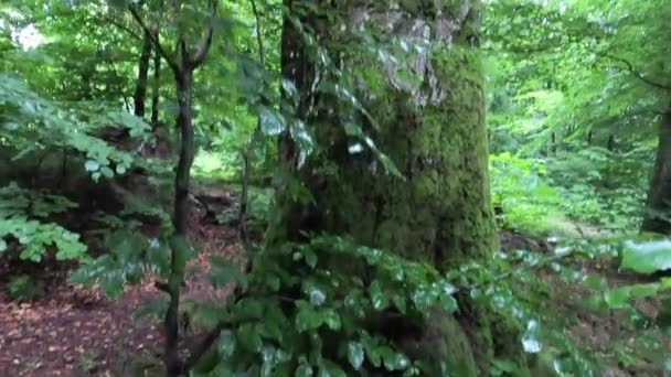 Buk Europejski Karpackim Lesie Górskim Deszczu — Wideo stockowe