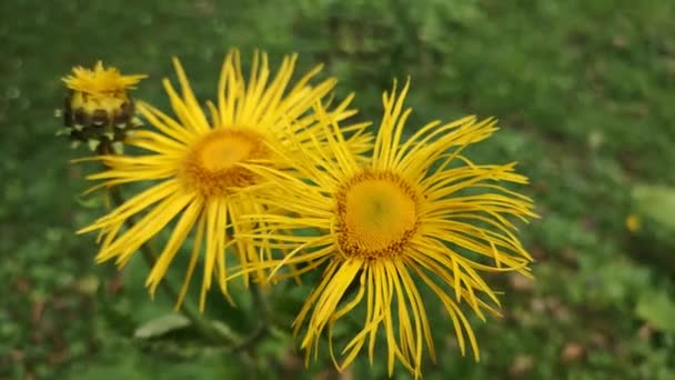 Amarelo Brilhante Macro Flor Floresta Amante Umidade — Vídeo de Stock