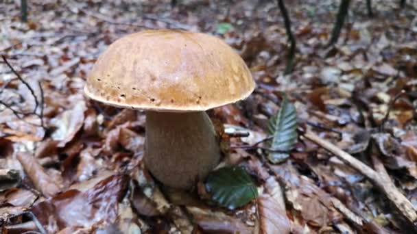 Grande Cogumelo Boleto Uma Floresta Montesa — Vídeo de Stock