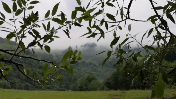 Bir Dağ Ormanının Arka Planında Yağmur Sis — Stok video