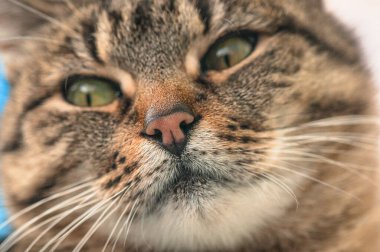 Safkan tüylü bir kedinin portresi.