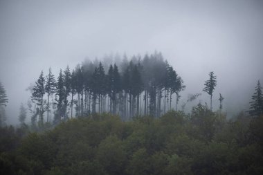 Yaz Karpatları fırtınadan sonra manzara