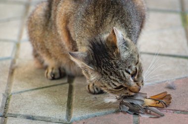 Kedinin serçe avı var.