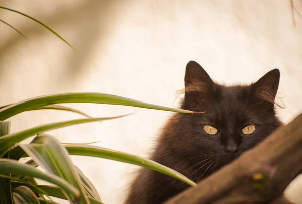 Портрет Домашньої Кішки Дивиться Камеру — стокове фото