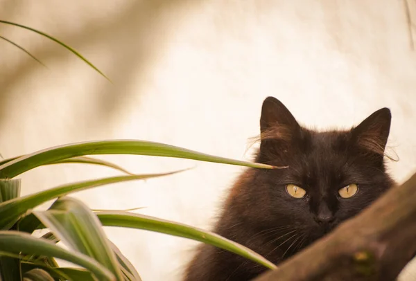 Porträt Einer Hauskatze Die Die Kamera Blickt — Stockfoto