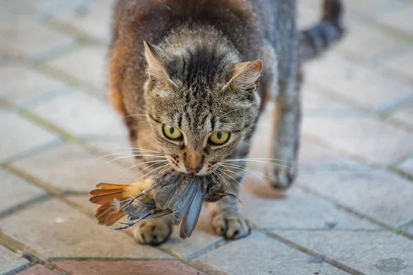 Kedinin serçe avı var.