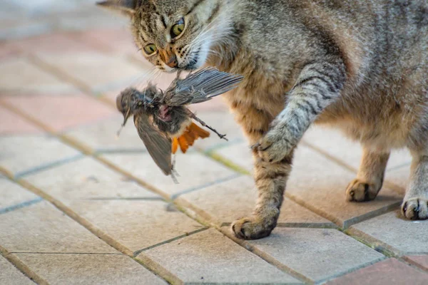 猫にはスズメの獲物がいる — ストック写真