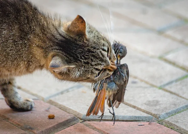 猫にはスズメの獲物がいる — ストック写真