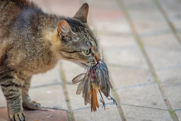 Kedinin serçe avı var.