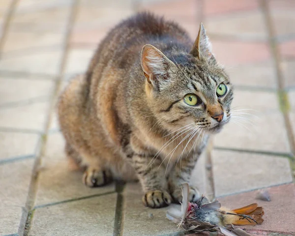 猫にはスズメの獲物がいる — ストック写真