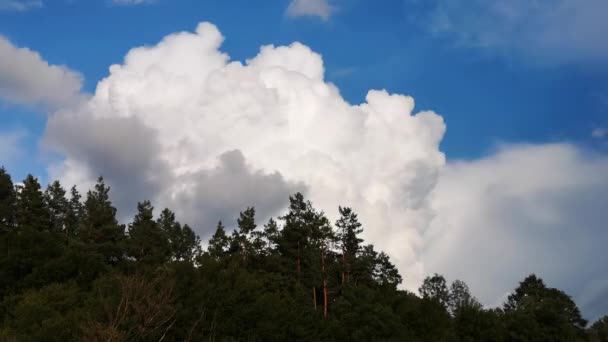 Nubes Trueno Sobre Las Cimas Los Pinos — Vídeo de stock