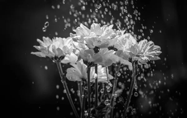 Ramo Crisantemos Blancos Bajo Lluvia — Foto de Stock