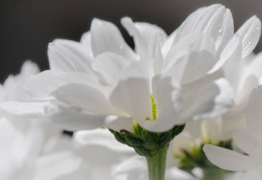 Durgun yaşam başlıklı Utangaçlık beyaz