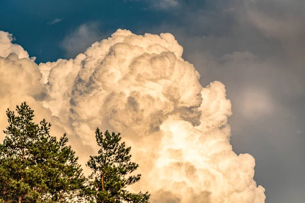 Paysage Intitulé Les Pins Dans Les Nuages — Photo