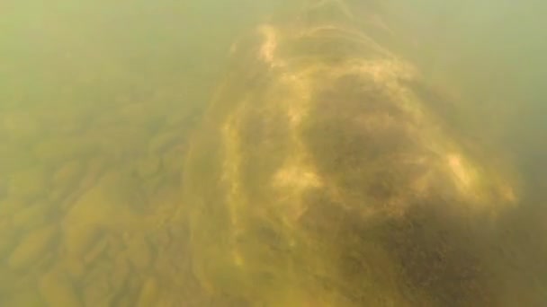 Río Montaña Bajo Agua Tiro — Vídeos de Stock