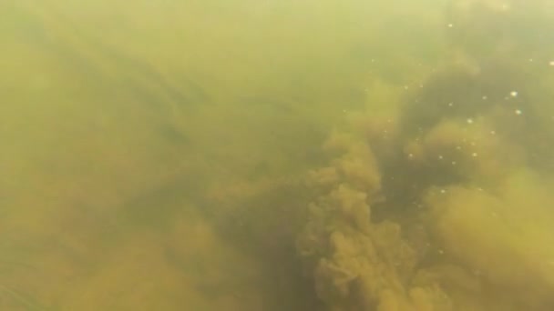 Гірська Річка Під Водою — стокове відео