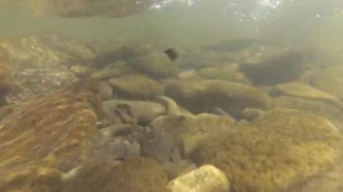 Suyun altındaki dağ nehri.