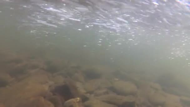 Rivière de montagne sous l'eau tir