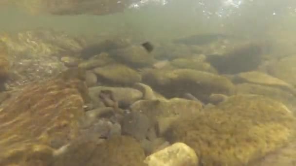 Gebirgsfluss Unter Wasser — Stockvideo
