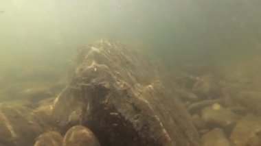 Suyun altındaki dağ nehri.