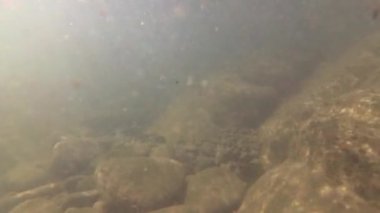 Suyun altındaki dağ nehri.