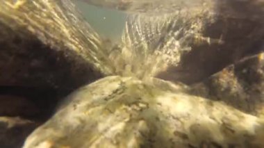 Suyun altındaki dağ nehri.