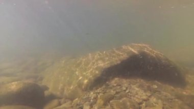 Suyun altındaki dağ nehri.