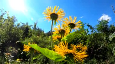 Parlak sarı çiçekler ve parlak kelebek