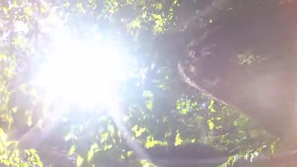 Παίξτε Σκιά Του Ήλιου Και Του Νερού Έναν Κορμό Δέντρου — Αρχείο Βίντεο