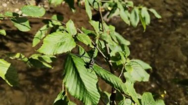 Parlak bir yusufçuk yeşil bir yaprağın üzerinde oturur.