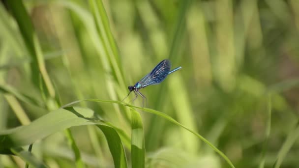 Una Libellula Luminosa Siede Una Foglia Verde — Video Stock