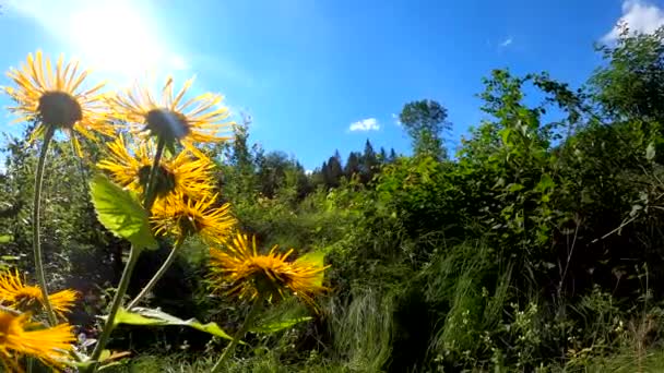 Heldere Gele Bloemen Schommelen Wind — Stockvideo