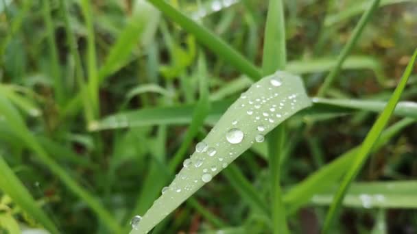 Große Regentropfen Auf Grünem Saftigen Gras — Stockvideo