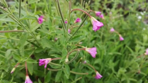Rare Purple Coastal Mountain Flowers — Stock Video
