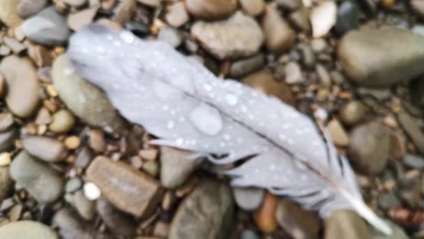 Yağmurda Gri Balıkçıl Tüyü — Stok video
