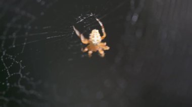 Güneş örümceğin ağında oynuyor