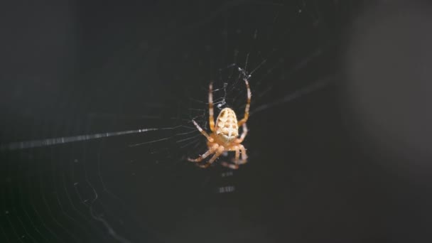 Ήλιος Παίζει Στον Ιστό Της Αράχνης — Αρχείο Βίντεο