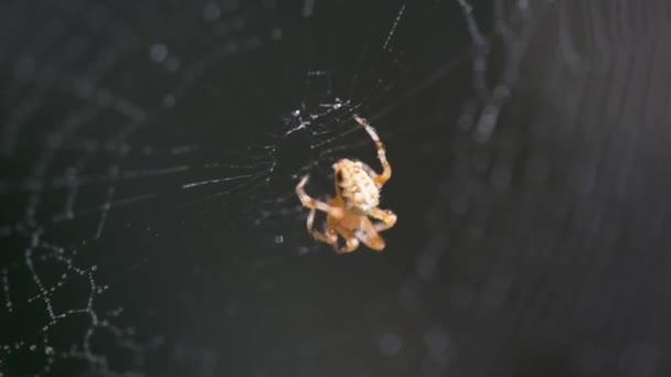 Die Sonne Spielt Auf Dem Spinnennetz — Stockvideo
