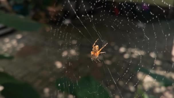 Ήλιος Παίζει Στον Ιστό Της Αράχνης — Αρχείο Βίντεο