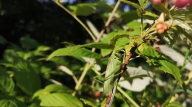 Çekirge bir çiçek sapına tünemiş.