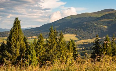Karpatlar 'daki Borzhava dağ sırasının manzaralı yaz manzarası