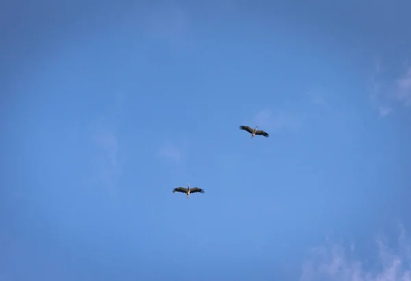 青い空を飛ぶ数本のコウノトリ — ストック写真