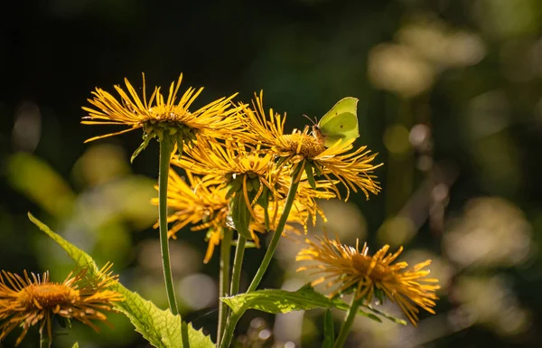 Яркая Бабочка Сидит Желтом Цветке — стоковое фото